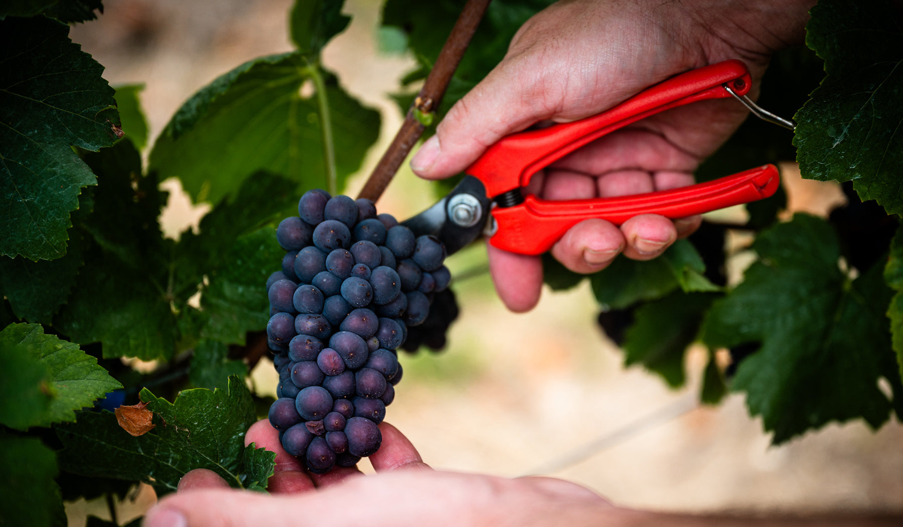 Handlese von reifen Spätburgunder-Trauben mit Rebschere im Weinberg des Weinguts Otto Becker