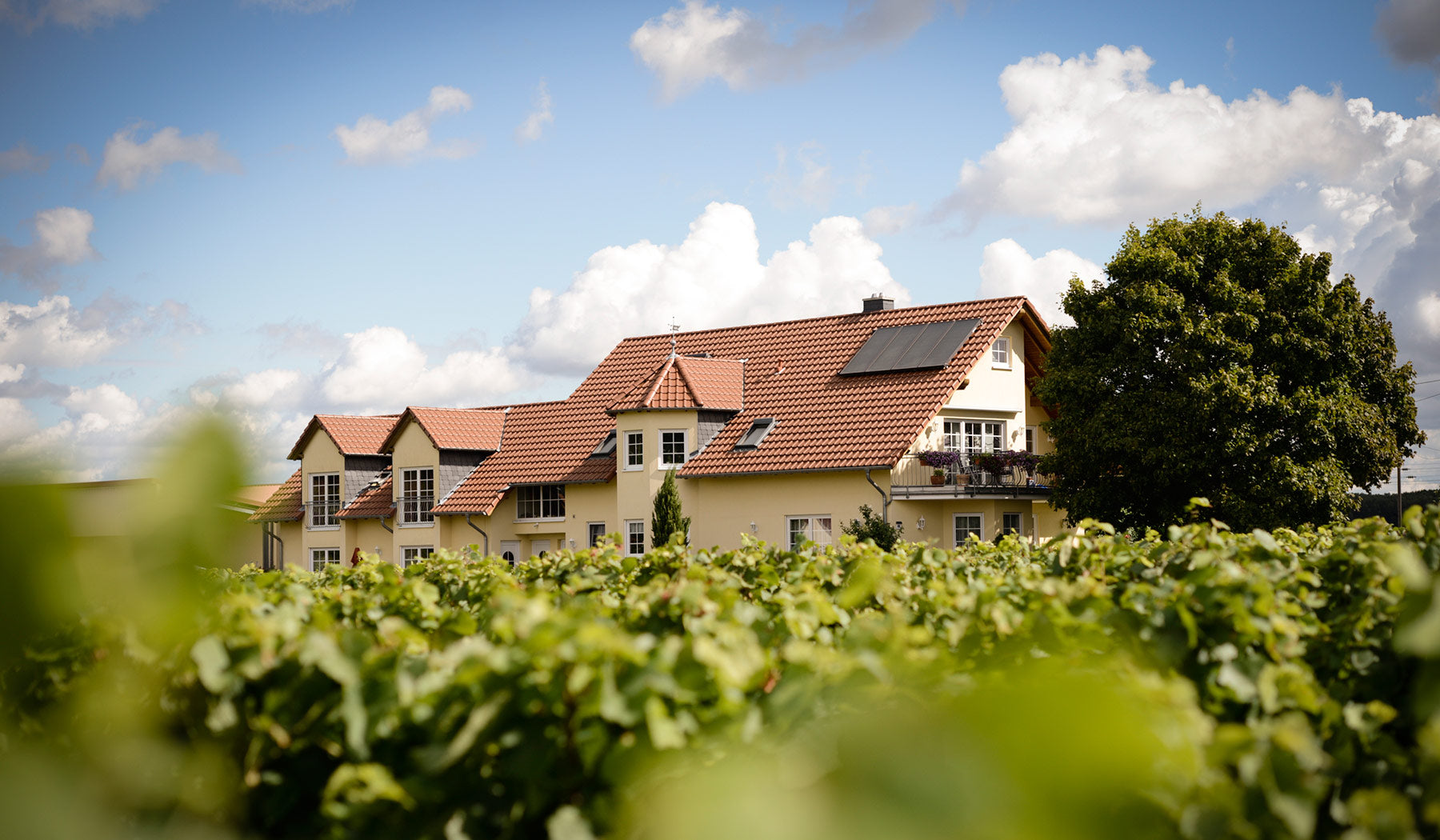 Weingut Otto Becker Gebäude mit Weinbergen im Vordergrund unter blauem Himmel in Ludwigshöhe, Rheinhessen