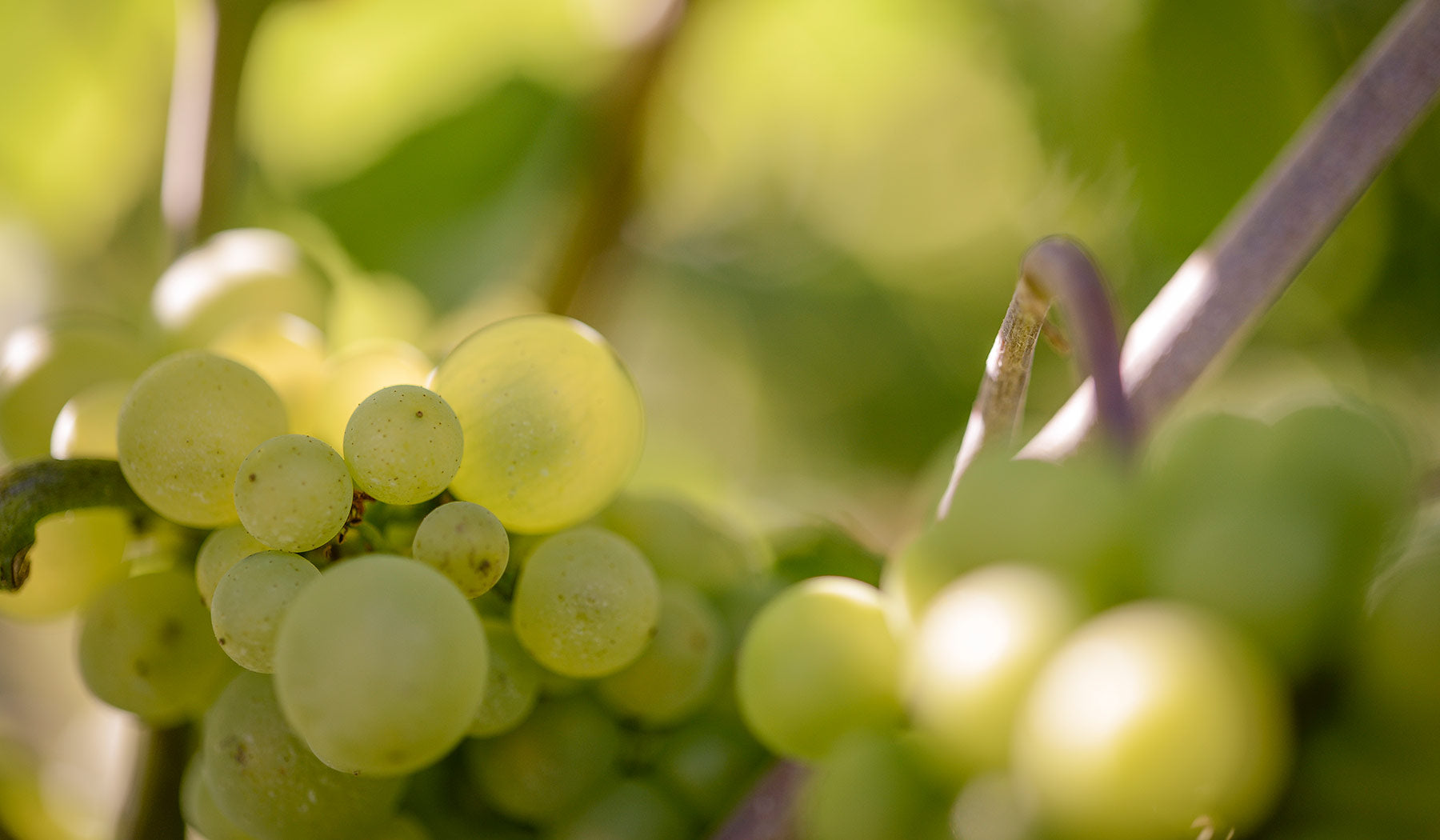 Reife Weißweintrauben in der Nahaufnahme am Rebstock im Weinberg des Weinguts Otto Becker in Ludwigshöhe