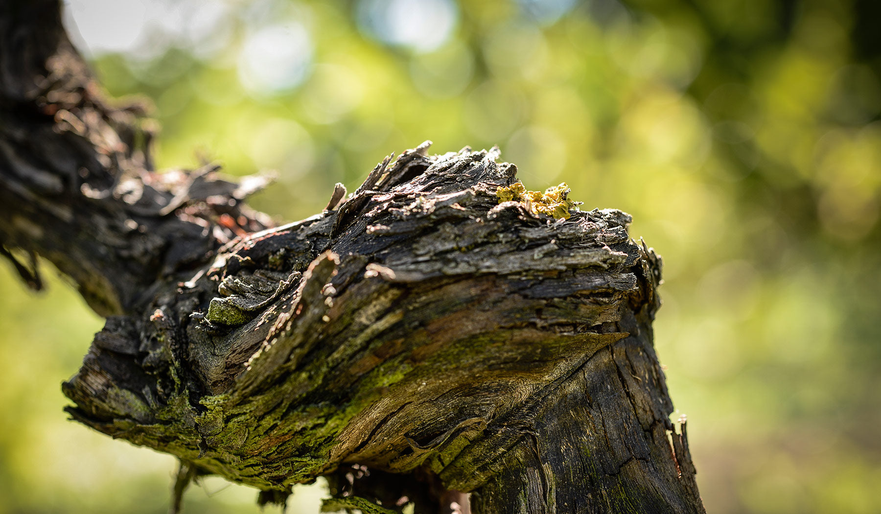 Nahaufnahme eines alten knorrigen Rebstocks mit Moos und Rinde im Weinberg des Weinguts Otto Becker in Rheinhessen