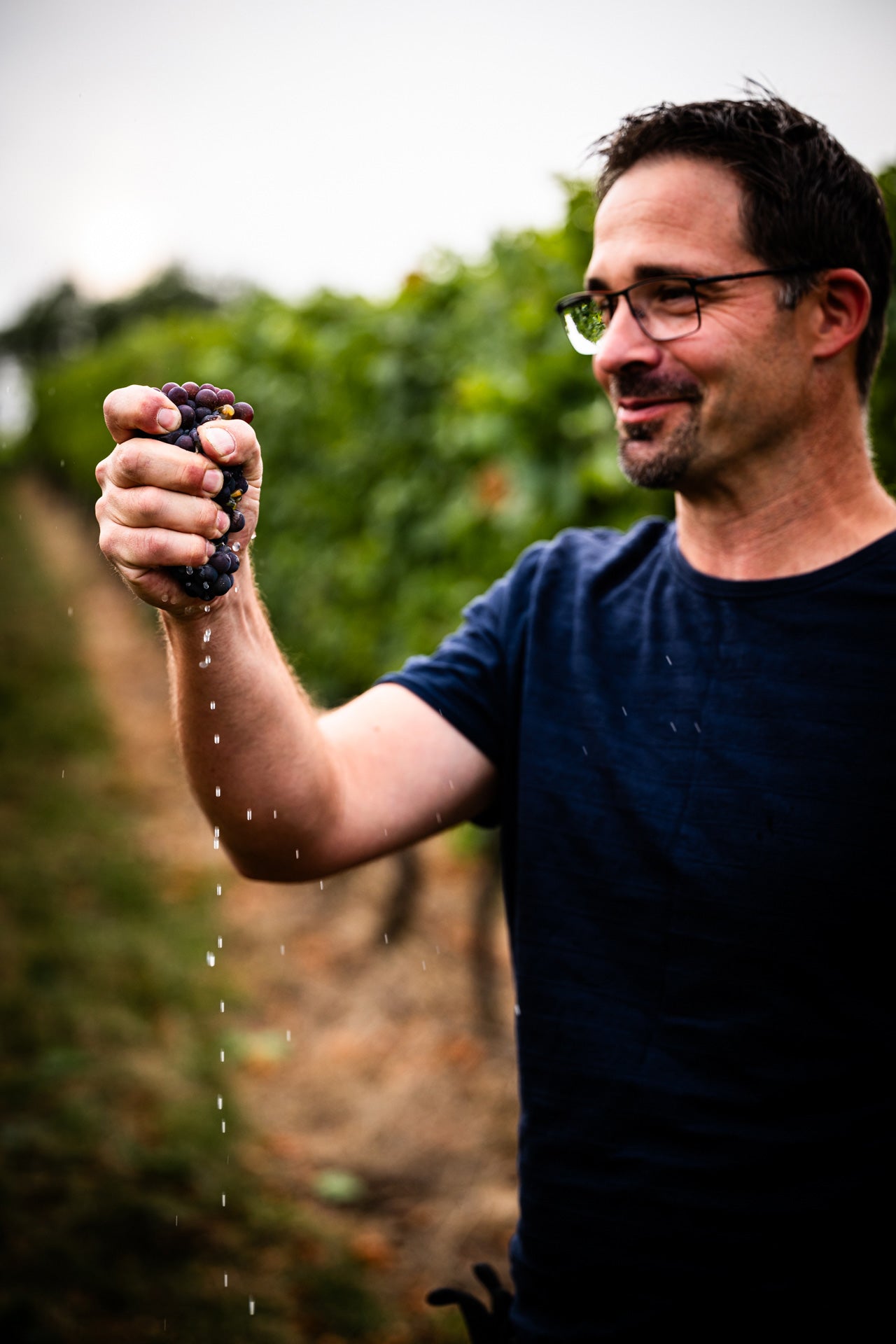 Reife Weintrauben im Weinberg des Weingut Otto Becker