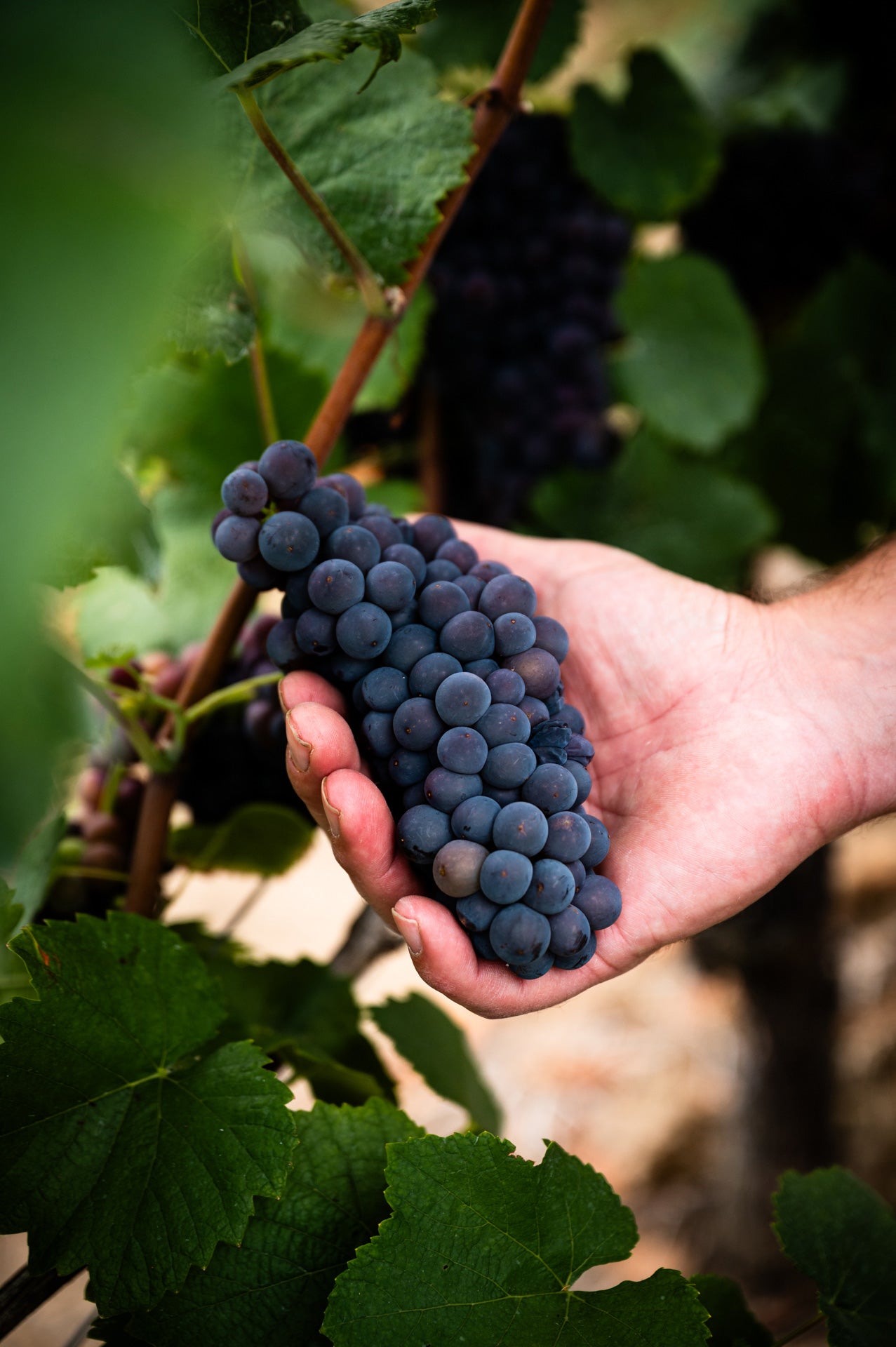 Rote Weintrauben am Rebstock in den Weinbergen von Rheinhessen