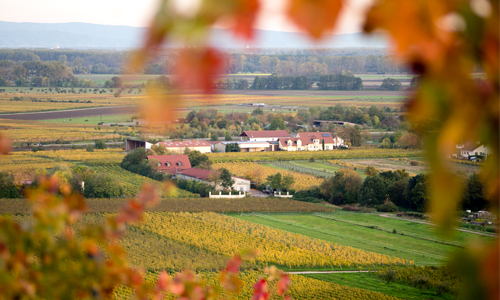 Weinbauregion Ludwigshöhe